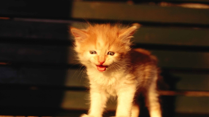 Kitten On A Bench Mac Wallpaper