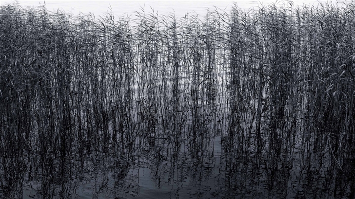 Pond Reeds Mac Wallpaper