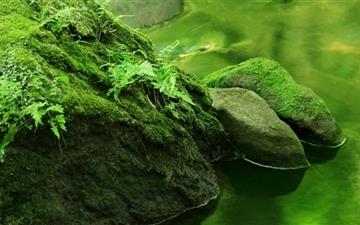 Rocks Covered In Moss All Mac wallpaper