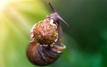 Snail Eating A Flower All Mac wallpaper