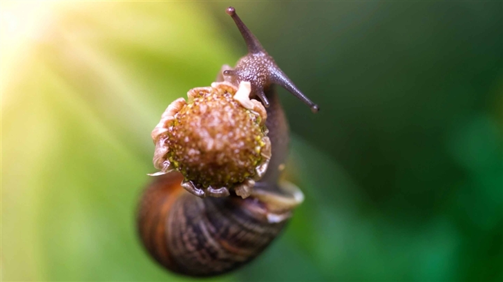 Snail Eating A Flower Mac Wallpaper