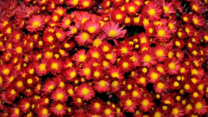 The Chrysanthemums Mac Wallpaper