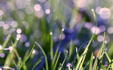 Grass With Morning Dew All Mac wallpaper