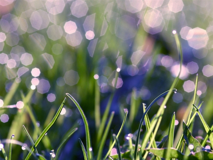 Grass With Morning Dew Mac Wallpaper