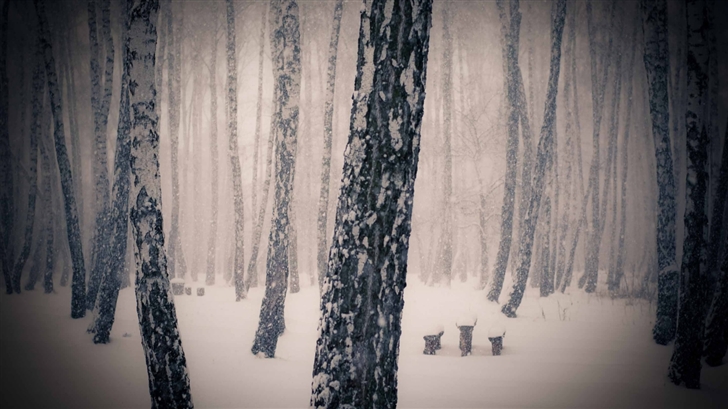 Forest Snowing Mac Wallpaper