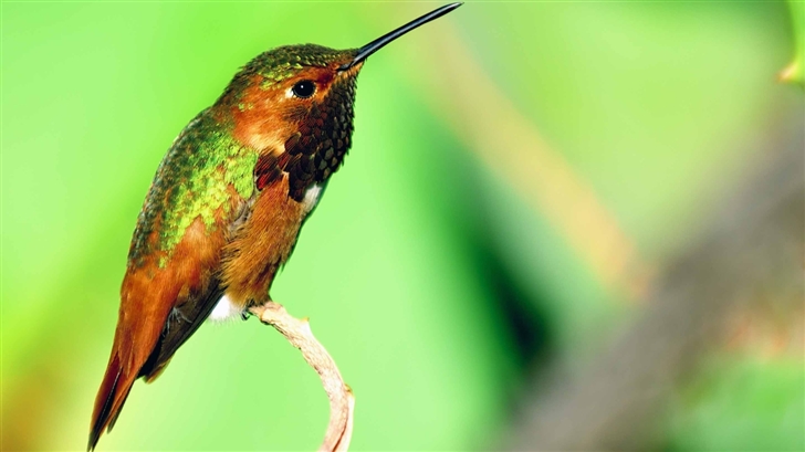 Hummingbird Resting Mac Wallpaper