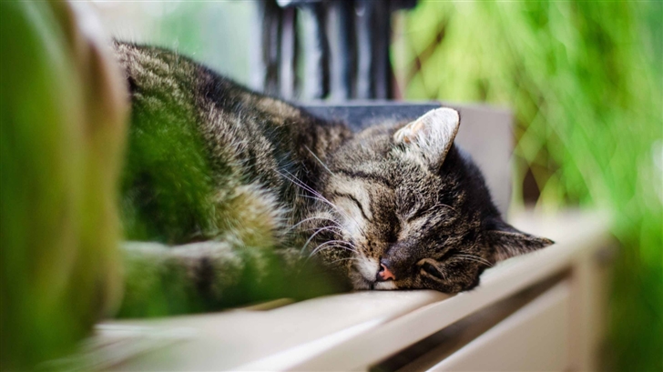 Sleeping Cat Mac Wallpaper