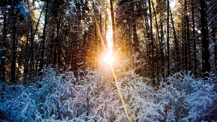 Sunlight Through Trees Winter Mac Wallpaper