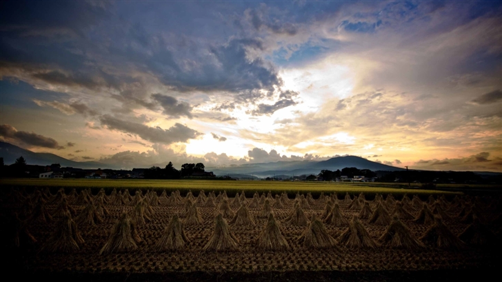 Rice harvest In Japan Mac Wallpaper