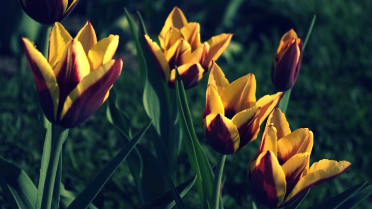 Tulips Spring Mac Wallpaper