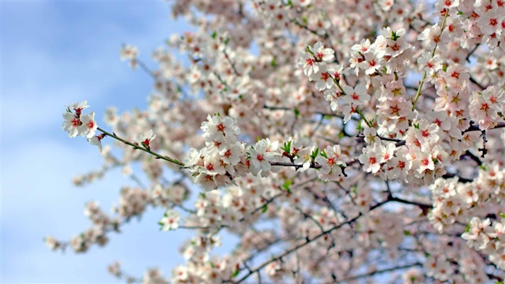 Almond Blossoms Mac Wallpaper