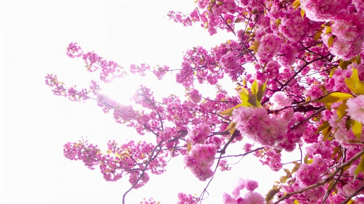 The Blossoms Tree Mac Wallpaper