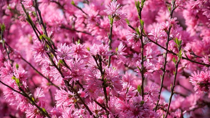 Pink Blossoms Tree Mac Wallpaper
