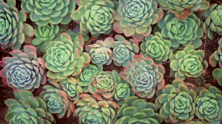 The Plants Mac Wallpaper