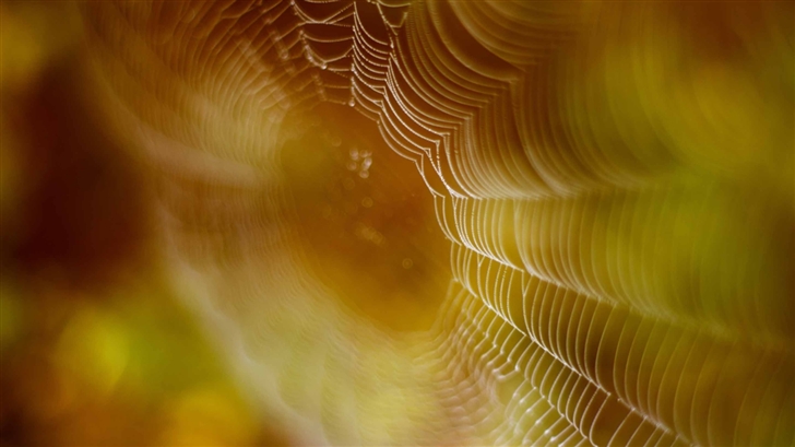 Spider Web Trap Mac Wallpaper
