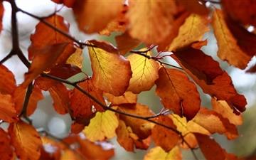 Rust Colored Autumn Leaves All Mac wallpaper