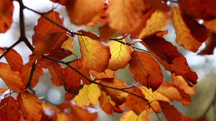 Rust Colored Autumn Leaves Mac Wallpaper