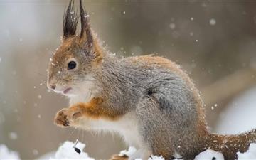 Squirrel In A Snowfall All Mac wallpaper