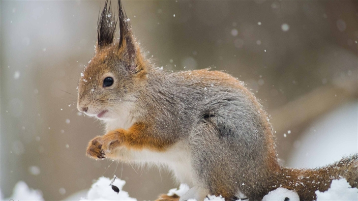Squirrel In A Snowfall Mac Wallpaper