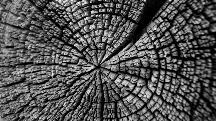 Tree Log Mac Wallpaper
