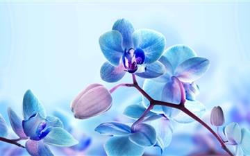 Blue Orchid Flowers All Mac wallpaper