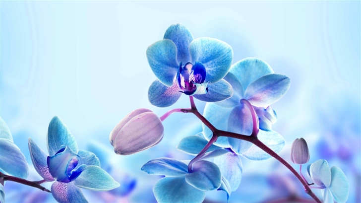 Blue Orchid Flowers Mac Wallpaper