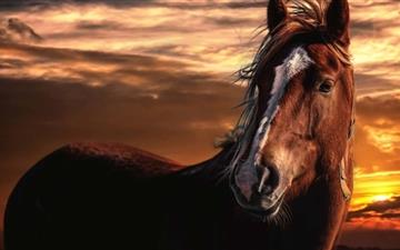 Brown Horse With White All Mac wallpaper