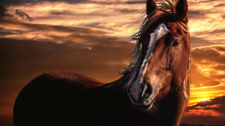 Brown Horse With White Mac Wallpaper