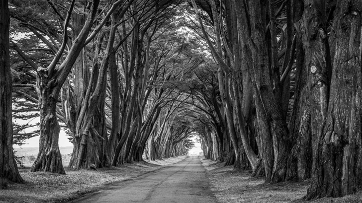 Country Road Aligned Trees Mac Wallpaper