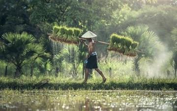 Harvesting Rice By Hand All Mac wallpaper
