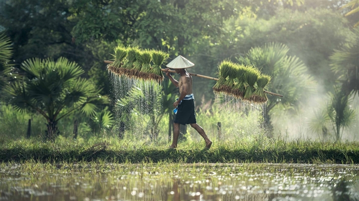 Harvesting Rice By Hand Mac Wallpaper
