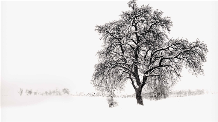 Winter Tree Mac Wallpaper