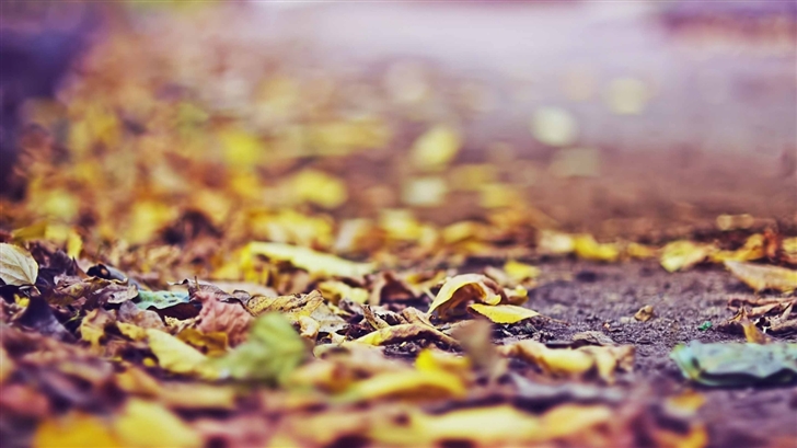Yellow Leaves On The Ground Mac Wallpaper