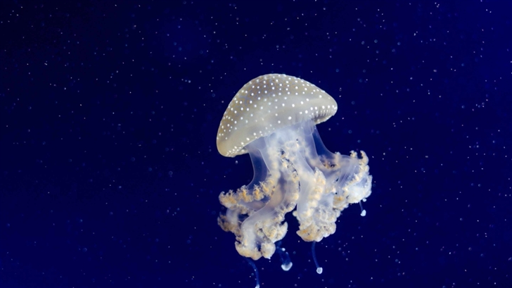 Floating Bell Jellyfish Mac Wallpaper