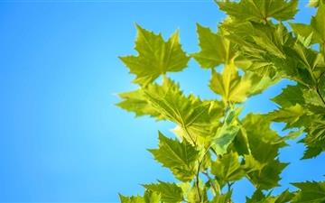 Green Maple Leaves Blue Sky All Mac wallpaper