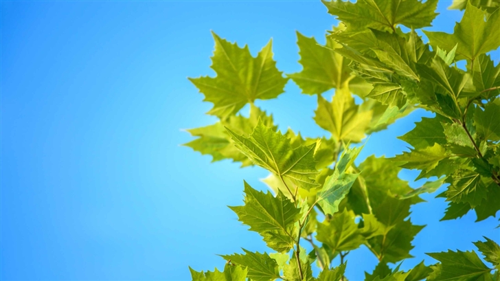 Green Maple Leaves Blue Sky Mac Wallpaper