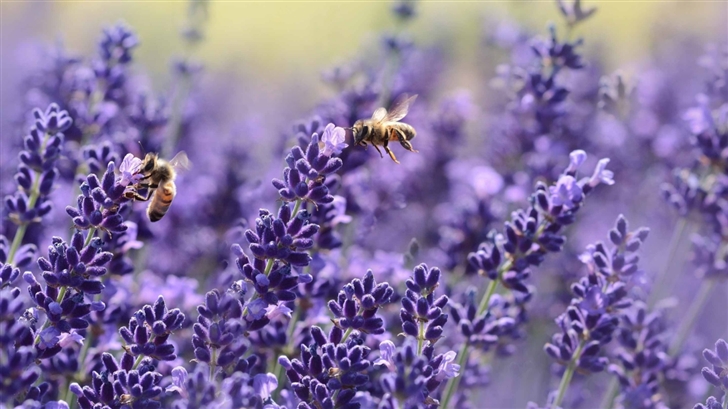 Lavender Bees Mac Wallpaper