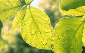 Leaves And Droplets All Mac wallpaper
