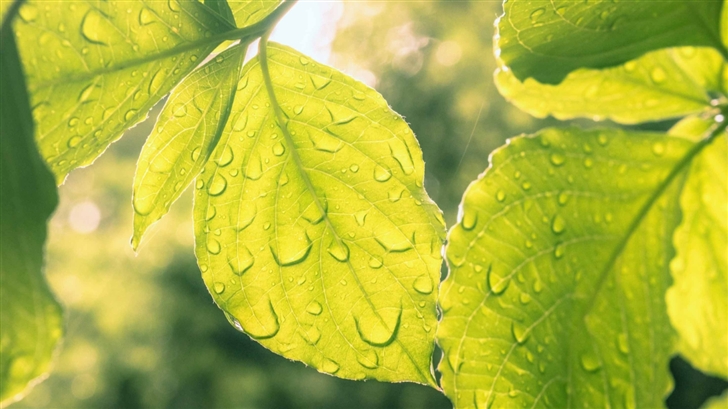 Leaves And Droplets Mac Wallpaper