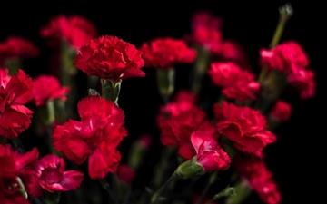 Red Carnations Flowers All Mac wallpaper