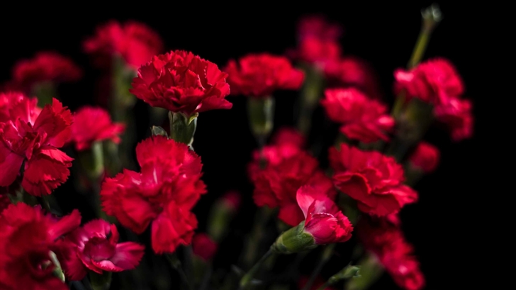 Red Carnations Flowers Mac Wallpaper