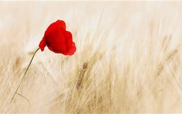 Red Poppy Golden Wheat Field All Mac wallpaper