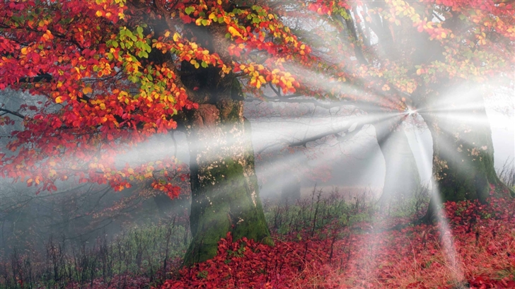 Sunbeams Mist Forest Autumn Mac Wallpaper