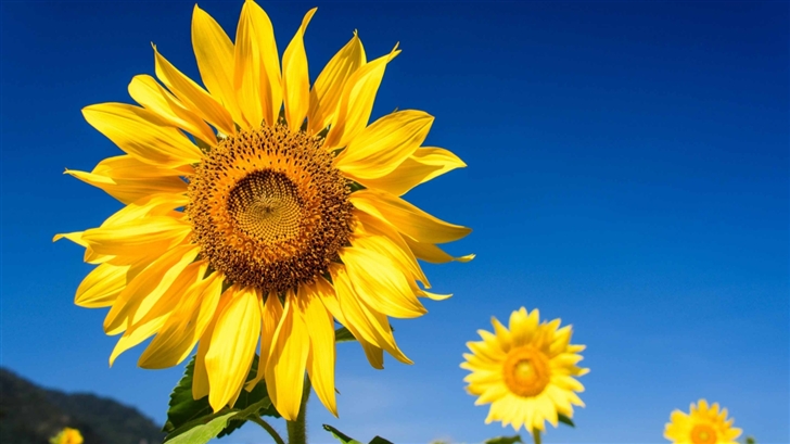 Sunflowers Blue Sky Mac Wallpaper