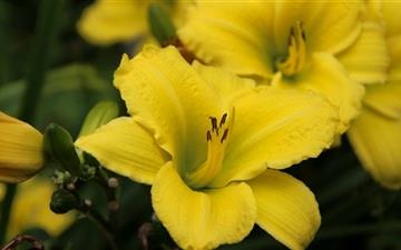 Yellow Lily Flower All Mac wallpaper