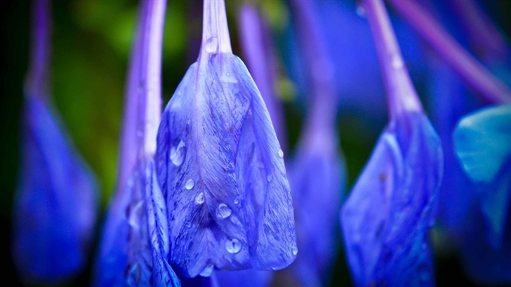 Blue Flower With Raindrops Mac Wallpaper