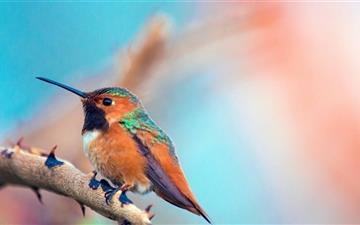 Most Beautiful Birds All Mac wallpaper