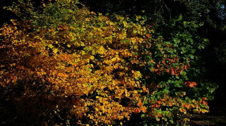 An Autumn Scene At The Arboretum Mac Wallpaper