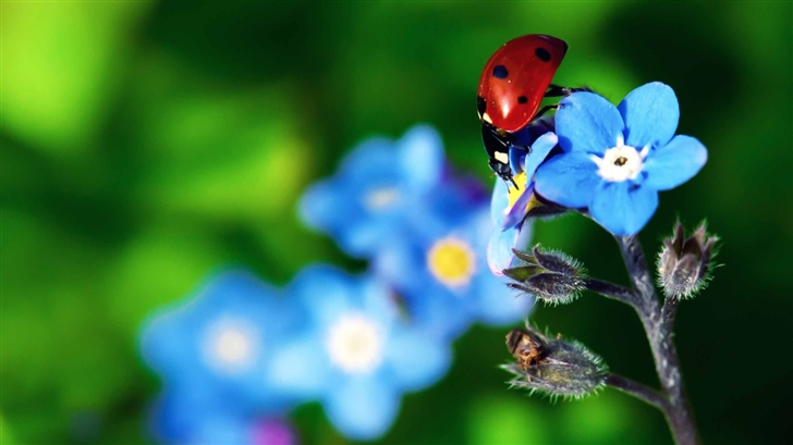 Ladybird Beetle Mac Wallpaper