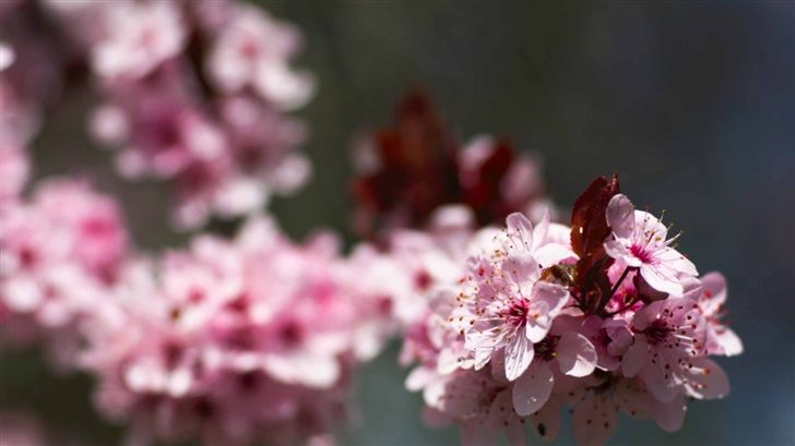 Pink Cherry Plum Blossoms Mac Wallpaper